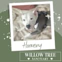 Photo of Harmony