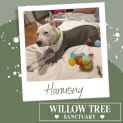 Photo of Harmony