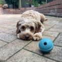 Photo of Ronnie   1 Year Old Cavoodle (Trial)