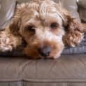 Photo of Ronnie   1 Year Old Cavoodle (Trial)