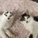 Photo of Ragu & Sanga