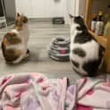 Photo of Chia & Chai