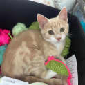Photo of Kiara **2nd Chance Cat Rescue**