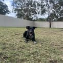Photo of Zara   9 Month Old Kelpie X (Trial)