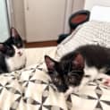 Photo of Rollo & Ragnar