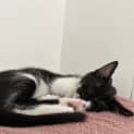 Photo of Rollo & Ragnar