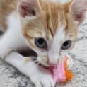 Photo of Turmeric