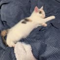 Photo of Chip Meet Me @ Petstock Engadine