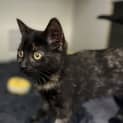 Photo of Betty Boop