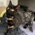 Photo of Betty Boop