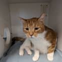 Photo of Mister