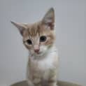 Photo of Saffron