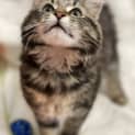 Photo of Ziggy