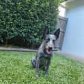 Photo of Foxi