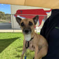 Photo of Tippi