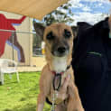 Photo of Tippi