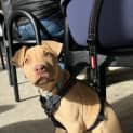 Photo of Lucy
