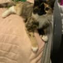 Photo of Lily & Patch Aka Star