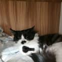 Photo of Jazz