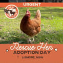 Photo of Adoption Day | Rescue Hens