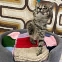 Photo of Taco