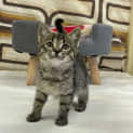 Photo of Taco