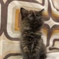 Photo of Tortilla