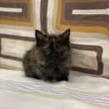 Photo of Tortilla