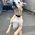 Photo of Whiskey