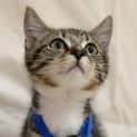 Photo of Bosco