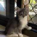 Photo of Koda