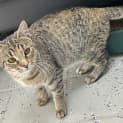 Photo of Pippin