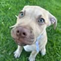 Photo of Jango