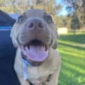 Photo of Jango