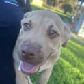Photo of Jango
