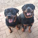 Photo of Storm & Banshee