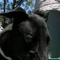 Photo of Batty