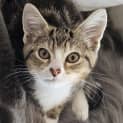 Photo of Mittens