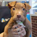 Photo of Banjo