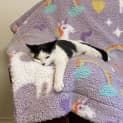 Photo of Sibyl