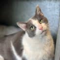 Photo of Bandit