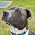 Photo of Blue