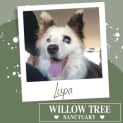 Photo of Lupa