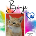 Photo of Benji