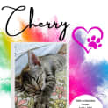 Photo of Cherry