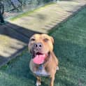 Photo of Ace