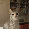 Photo of Daphne