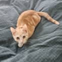 Photo of Kimchi