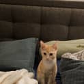 Photo of Kimchi