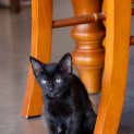 Photo of Midnight